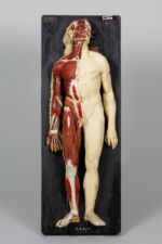 Przedwojenny model anatomiczny wykonany  z gipsu - depozyt z Zakładu Anatomii Prawidłowej i Klinicznej